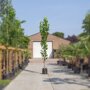 Liriodendron-tulipifera-fastigiatum-2-3-meter